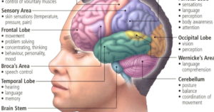 Psy 631 Presents: A Top to bottom Aide for Brain research Understudies